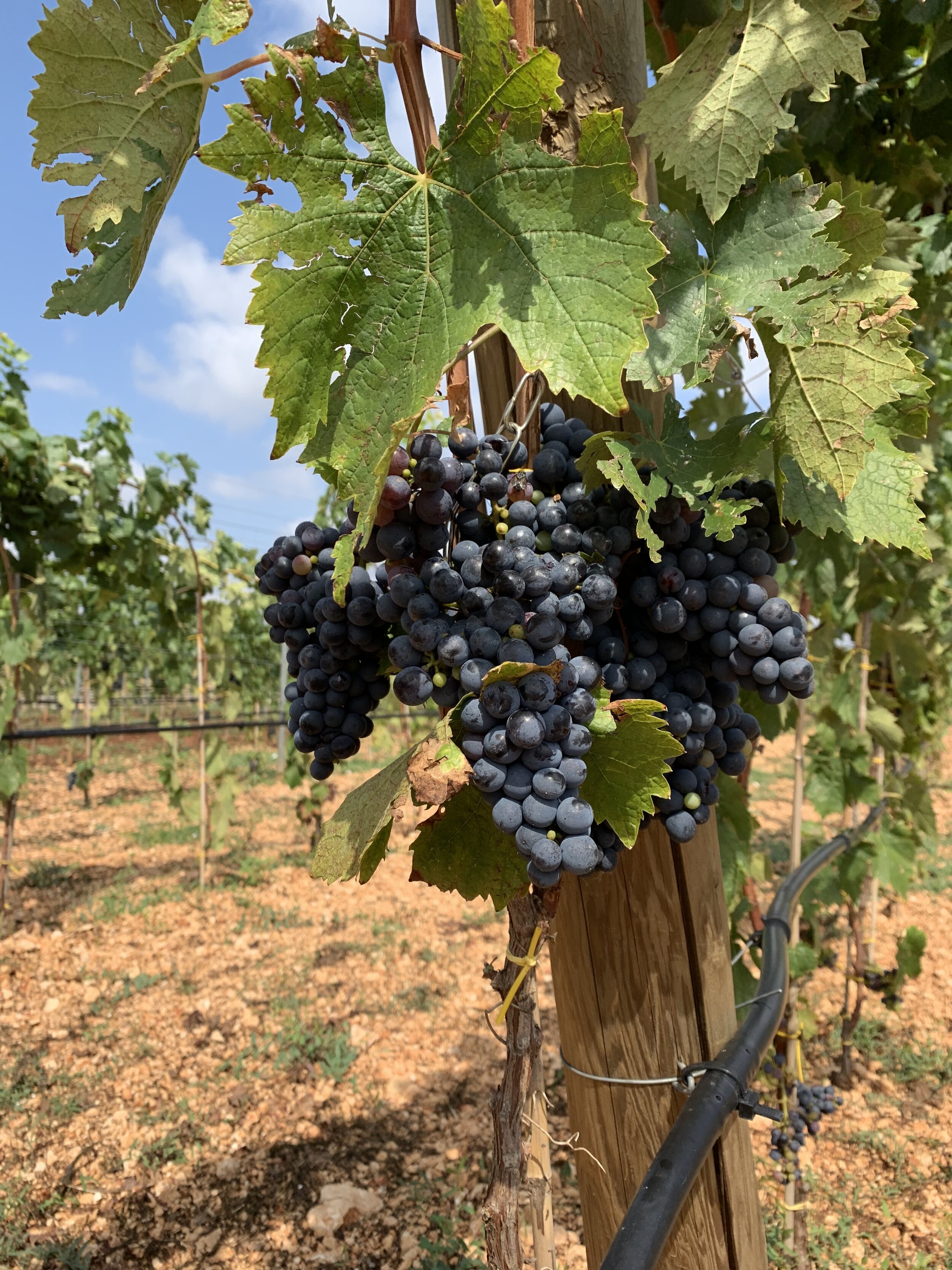 Grapes at a local vineyard | EAT.PRAY.MOVE Yoga Retreats | Puglia, Italy