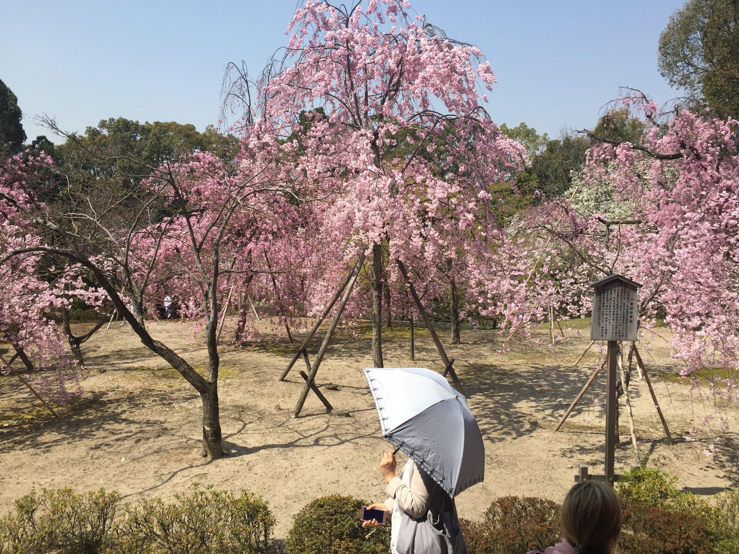A stroll through cherry blossoms | EAT.PRAY.MOVE Yoga | Kyoto, Japan 