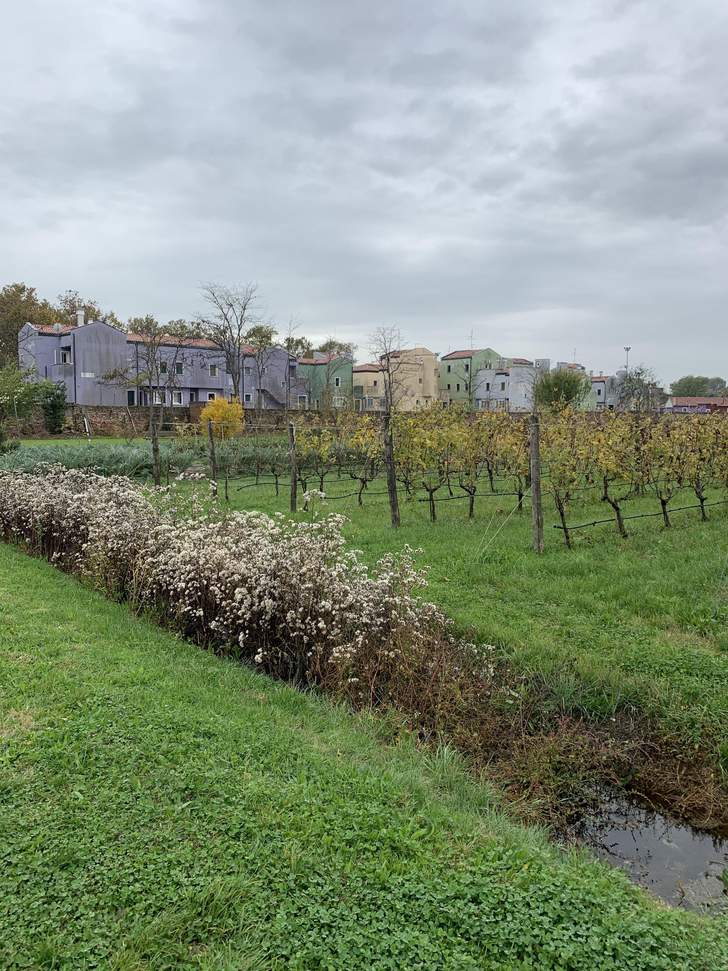 Vineyards near Venice | EAT.PRAY.MOVE Retreats | Venice, Italy 