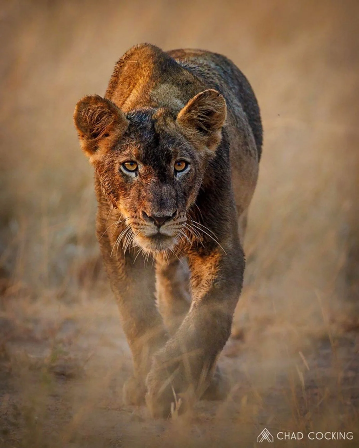 Captured in Africa Foundation