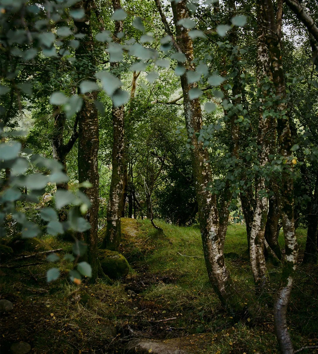 woods (1).jpg
