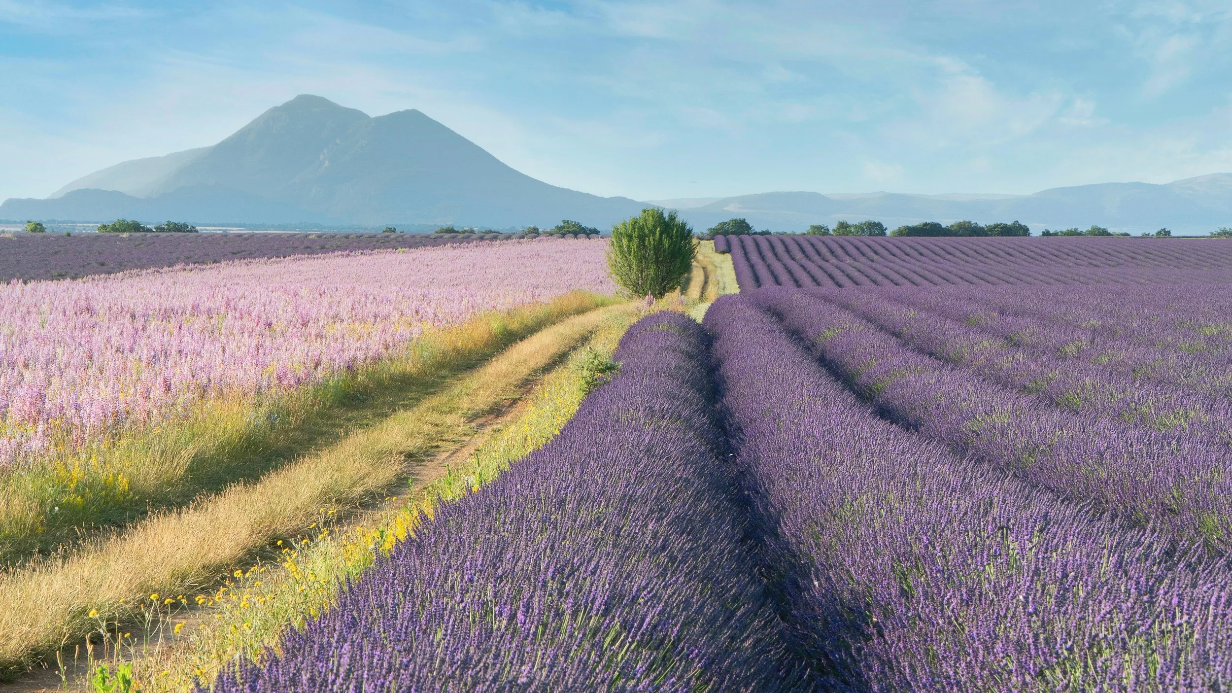 provence.jpg