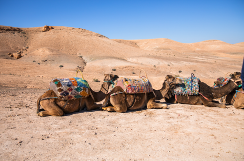 MARRAKESH, MOROCCO \ MOVEMENT + MAGIC \ MAR 22-27, 2026