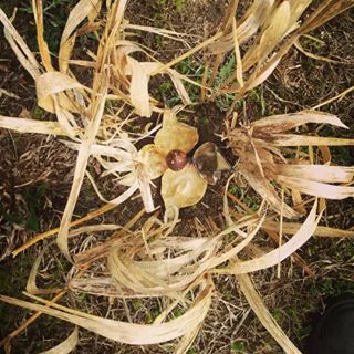 noble arrangements-land art.jpg