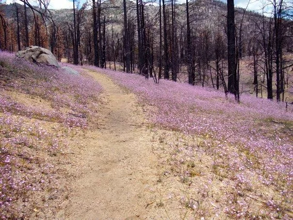 A burn and the flowers that grow from the ashes. Northern California