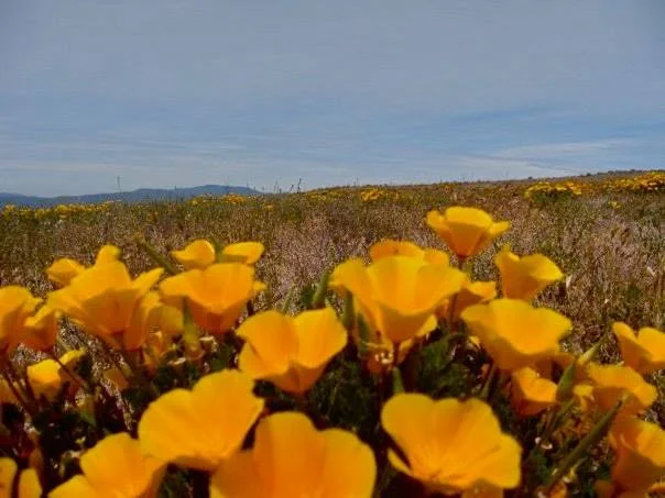 SECRET OF PUBLISHING PANEL / The New School