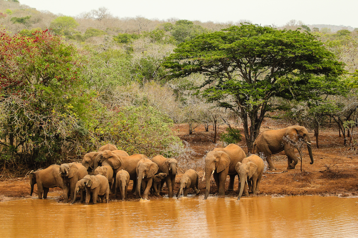 Elephant Parade,Thanda Game Reserve, Hluhluwe, Zululand, South Africa