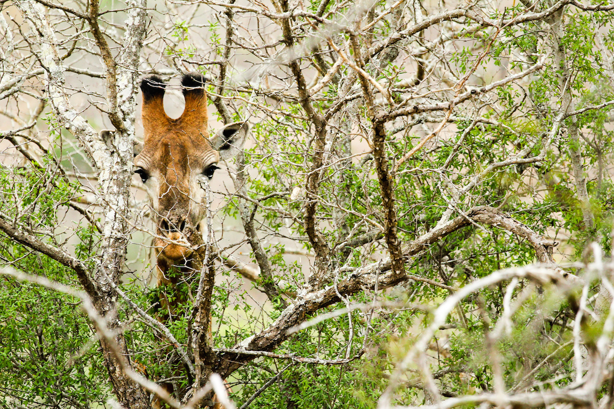Shortlisted for 'Wildlife Insight' Category, Outdoor Photographer of the Year 2015