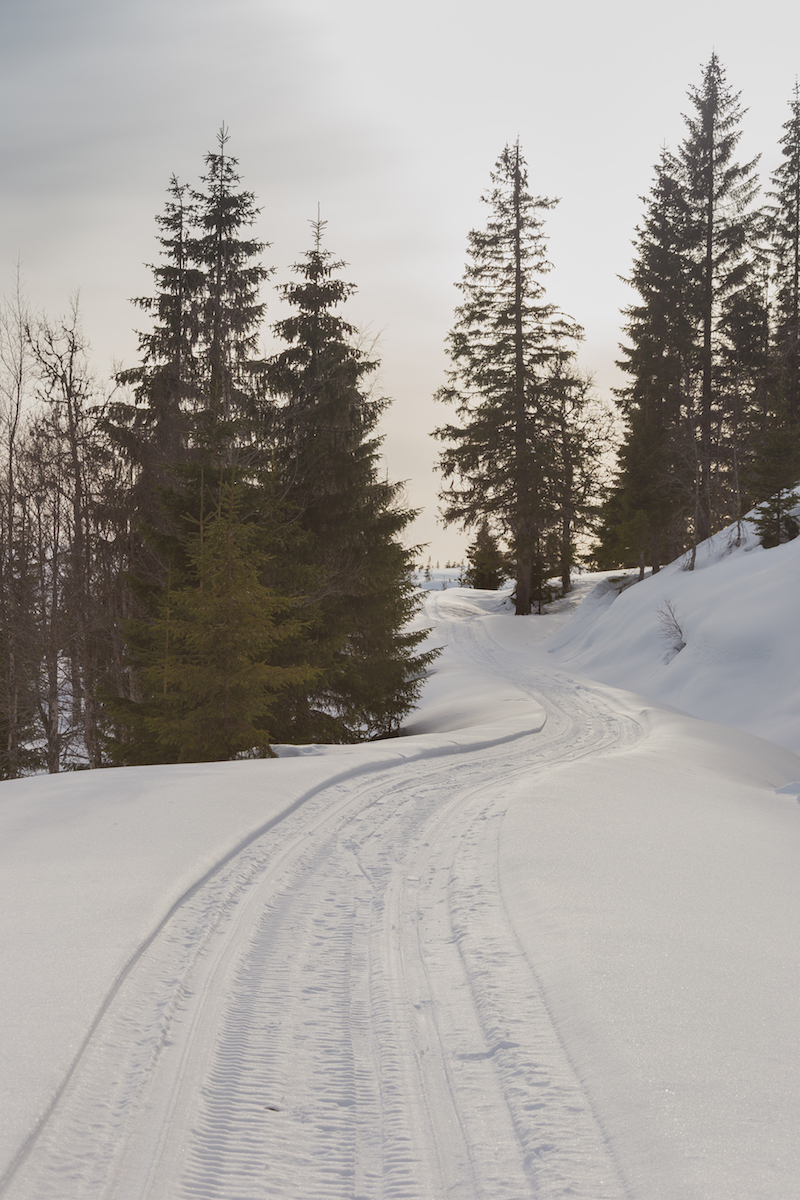 The trail, blazed by snowmobile.