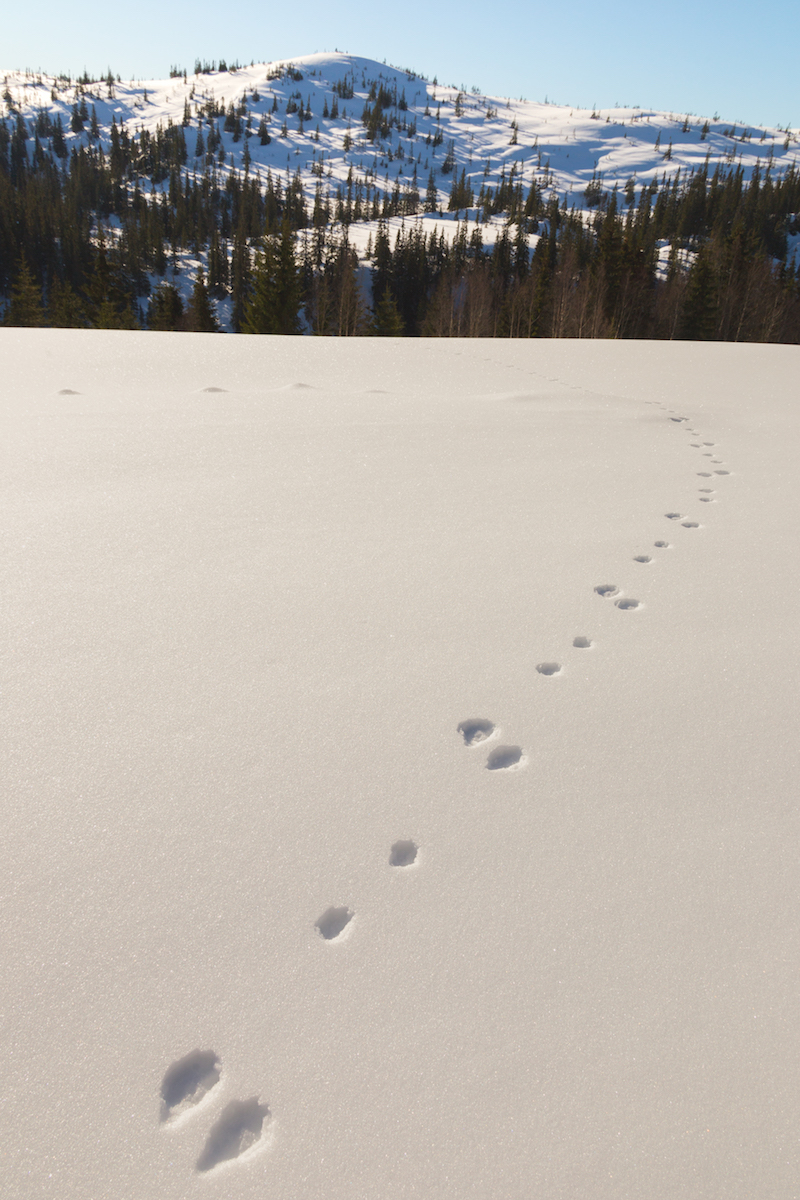 Hare tracks in the snow.
