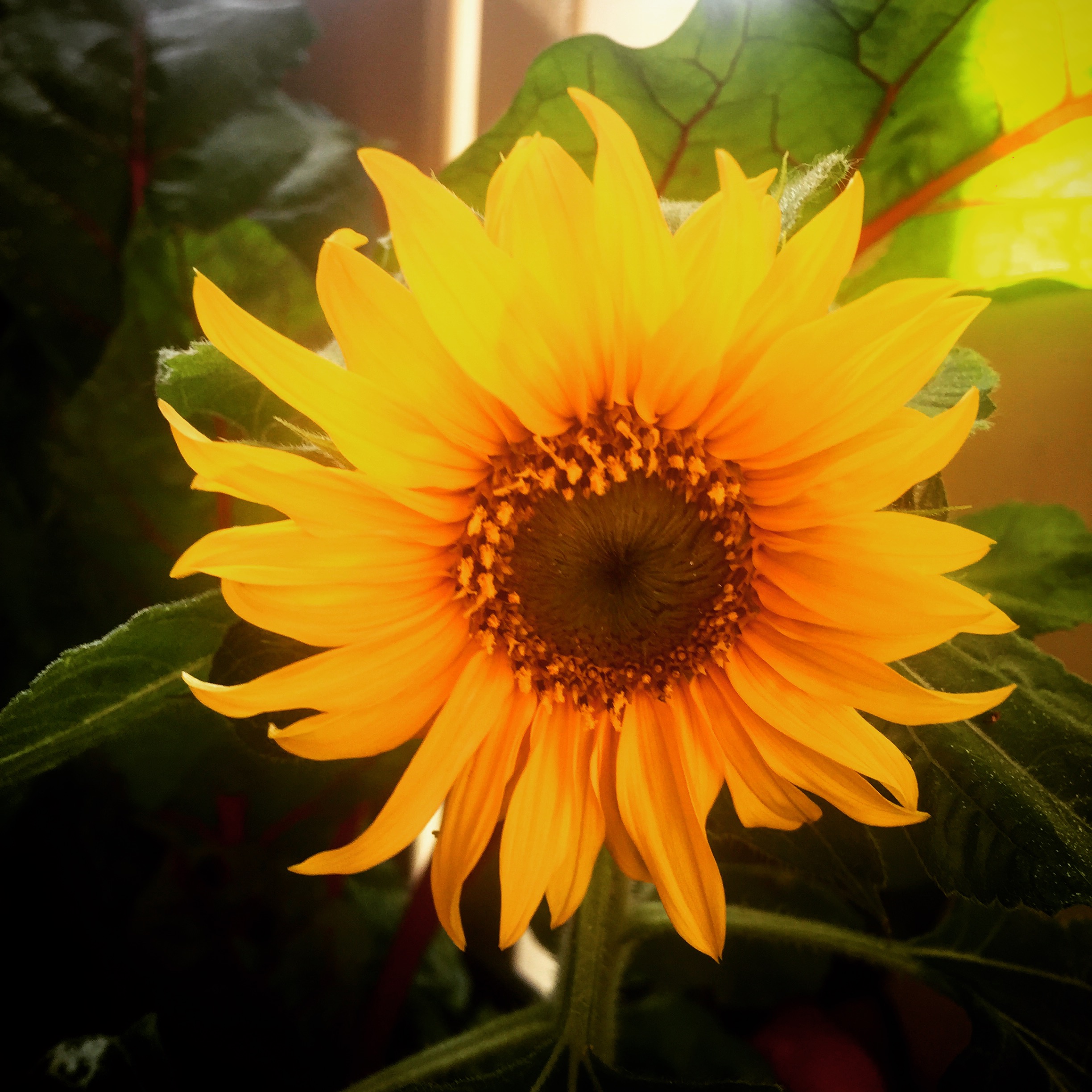 Grow your own organic vegetables - Dyrkselv din egen økologiske grønnsaker!