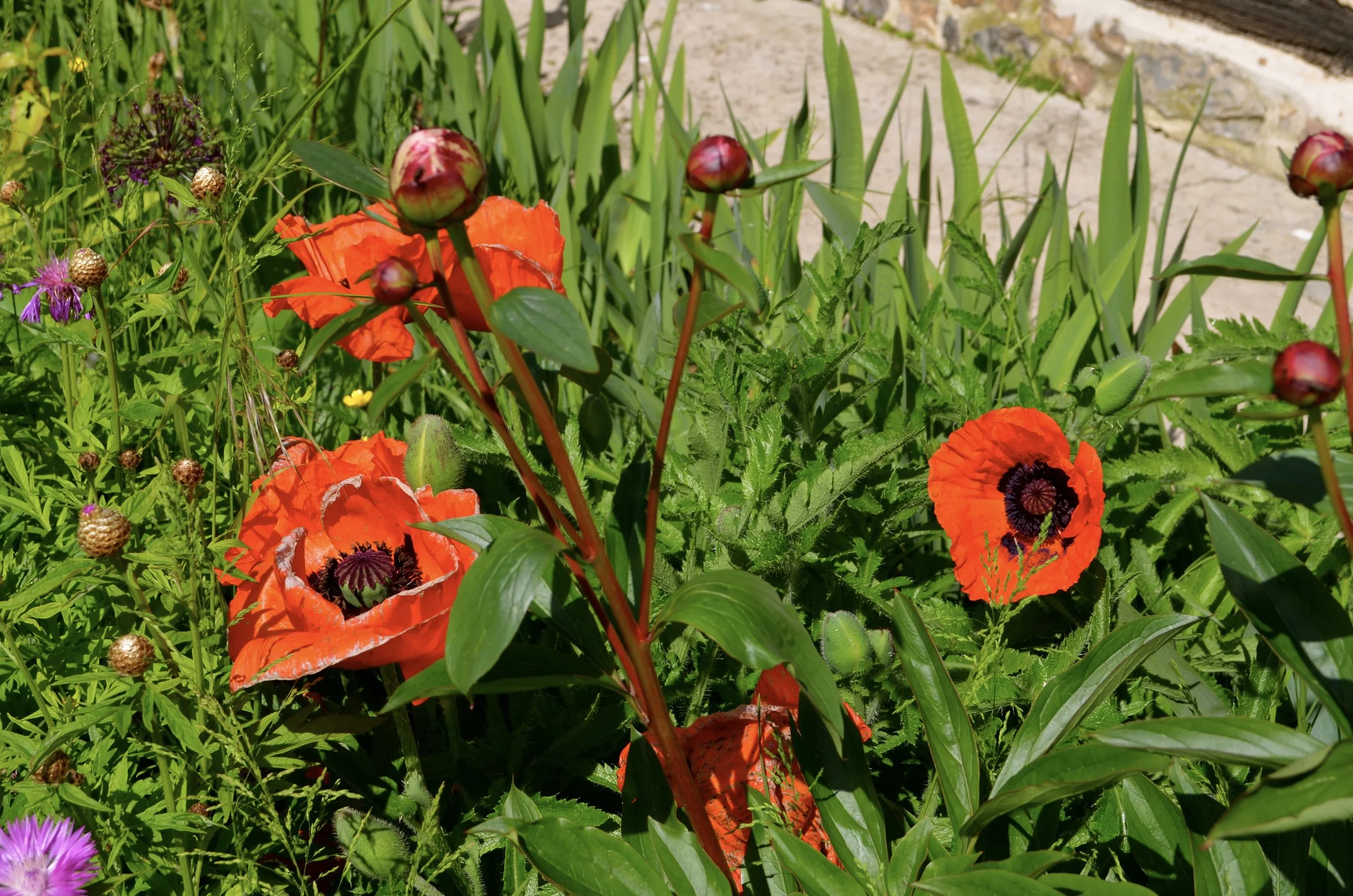 March Wines: Spring is coming! - Mars Vintips: det er neste vårtidet!