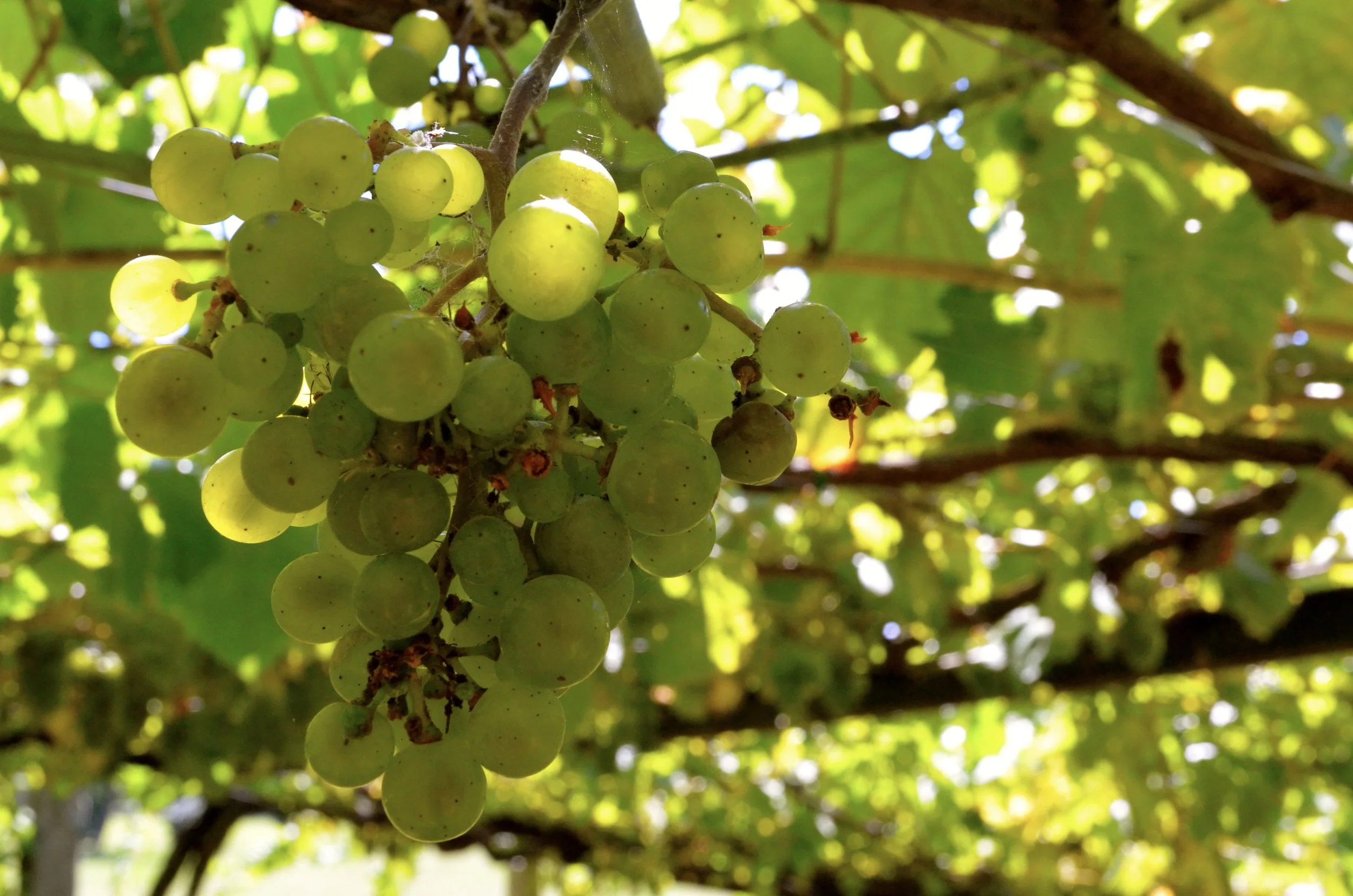 March 2018 Wine Review: be ready for Easter! - Vintips til Påske 2018!