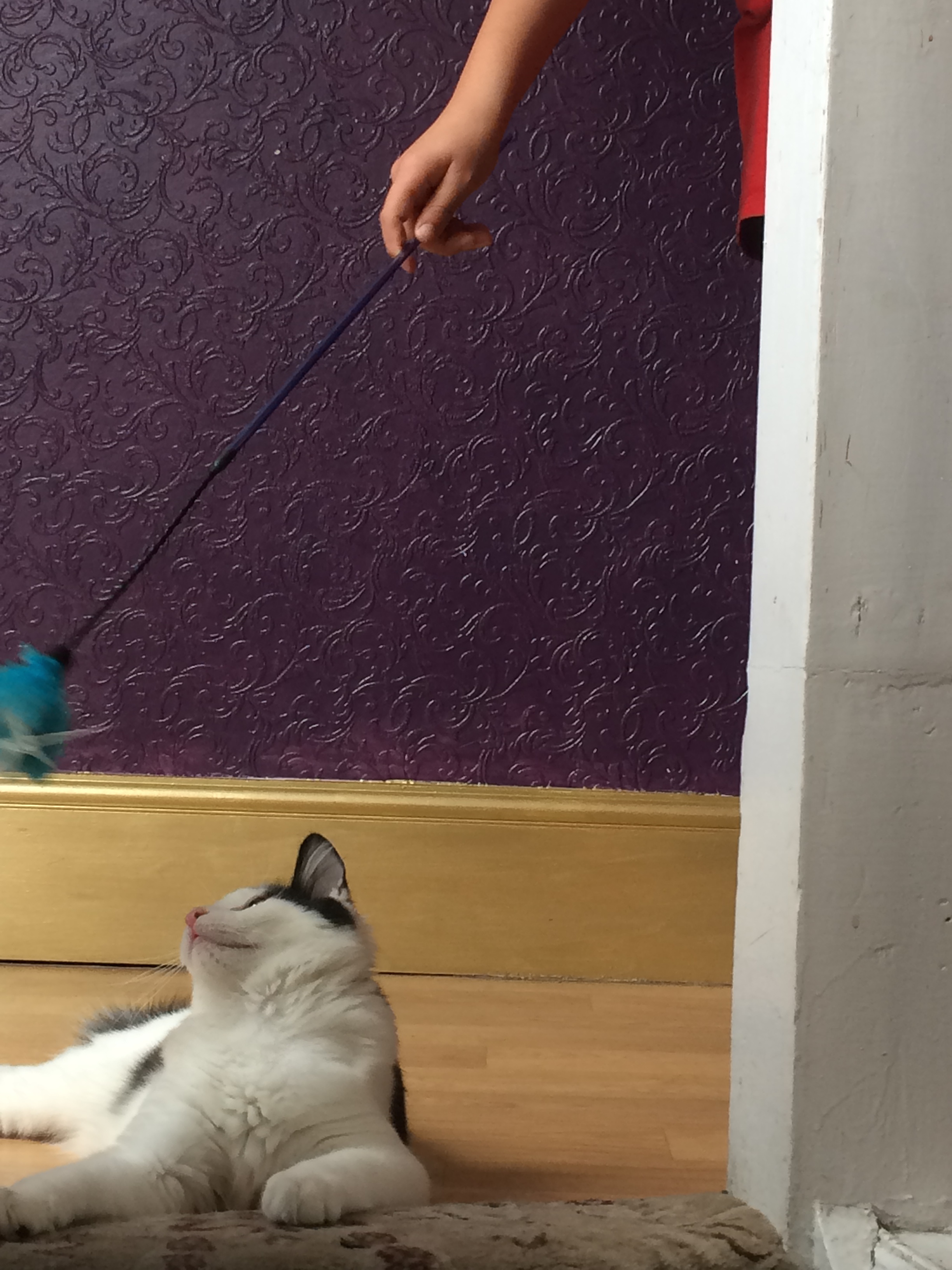 Cat toys