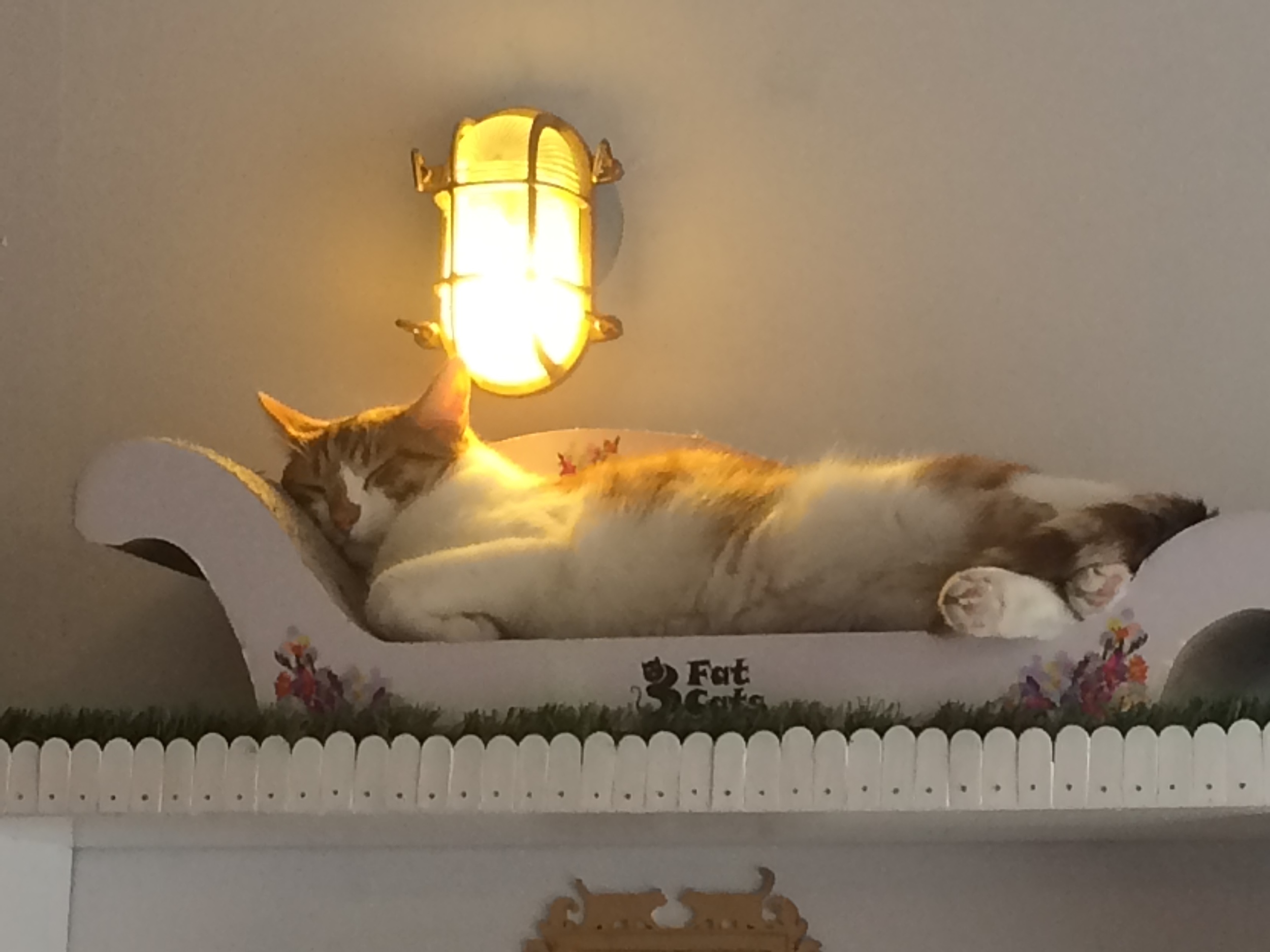 Sleeping cats 