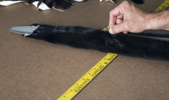 Preparing mink pelt for custom coat. © Jonevon Furs, New York City. 212-714-0645