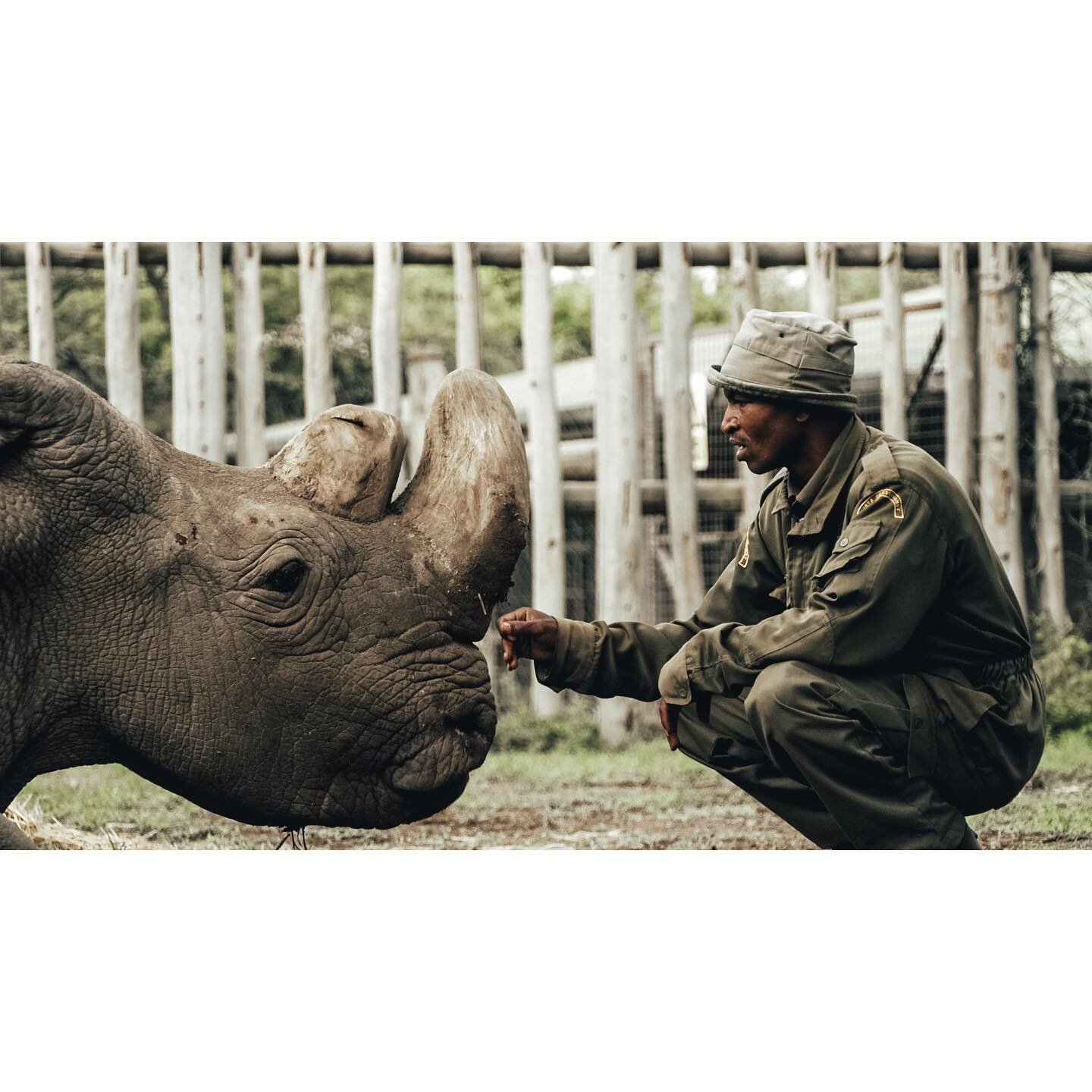 3 years ago today we surrounded Sudan (the last male northern white rhino in existence) and said our goodbyes. May the lessons he taught us &amp; the legacy of his caretakers live on!