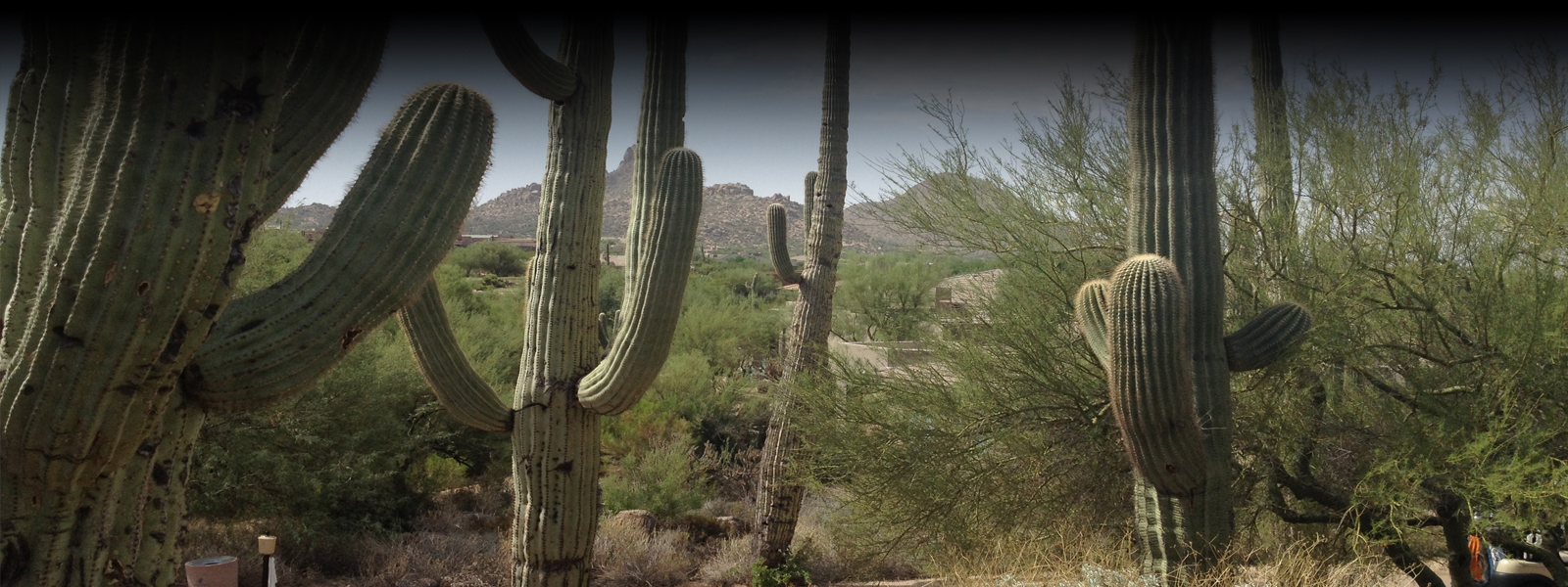 cactus-STYLED.jpg