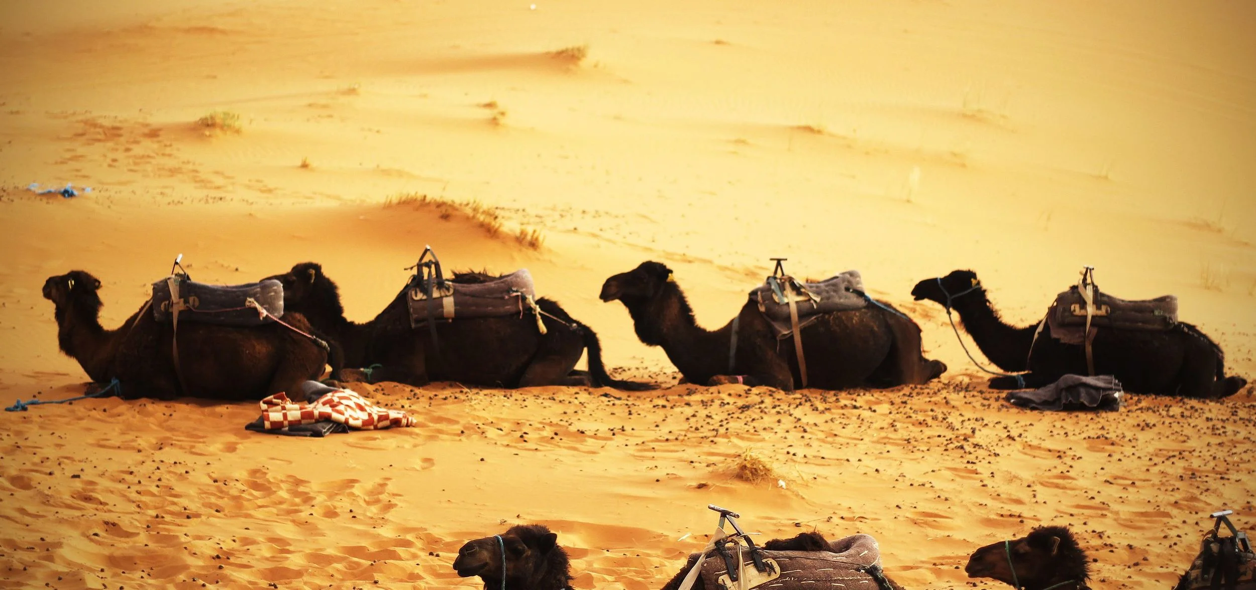 j6U5Qpi5SqWmVIX8AdrZ_Sahara2.jpg