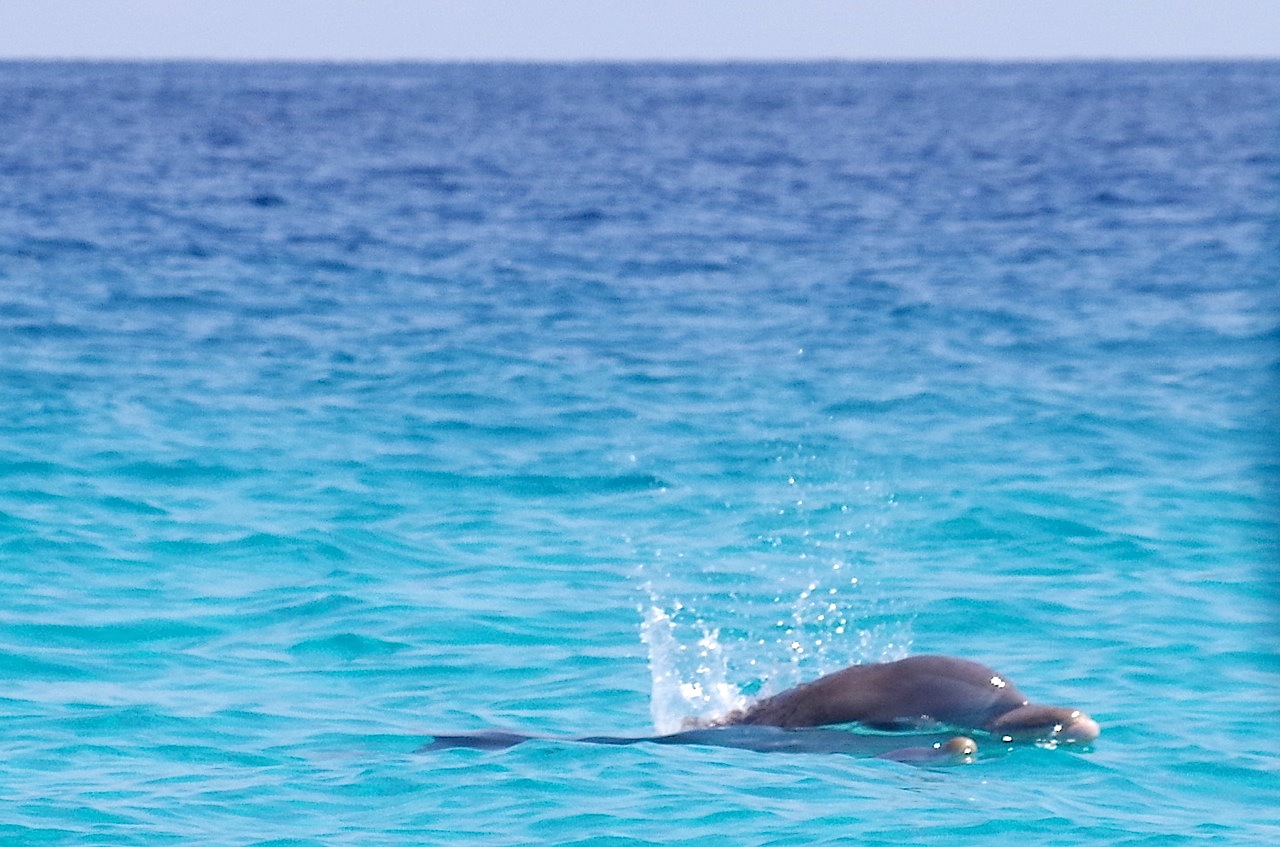 // Marine Life →<p>The Abacos are home to over 150 species of birds, sea creatures and plants. Enjoy the ride as porpoises and turtles swim effortlessly alongside.</p>