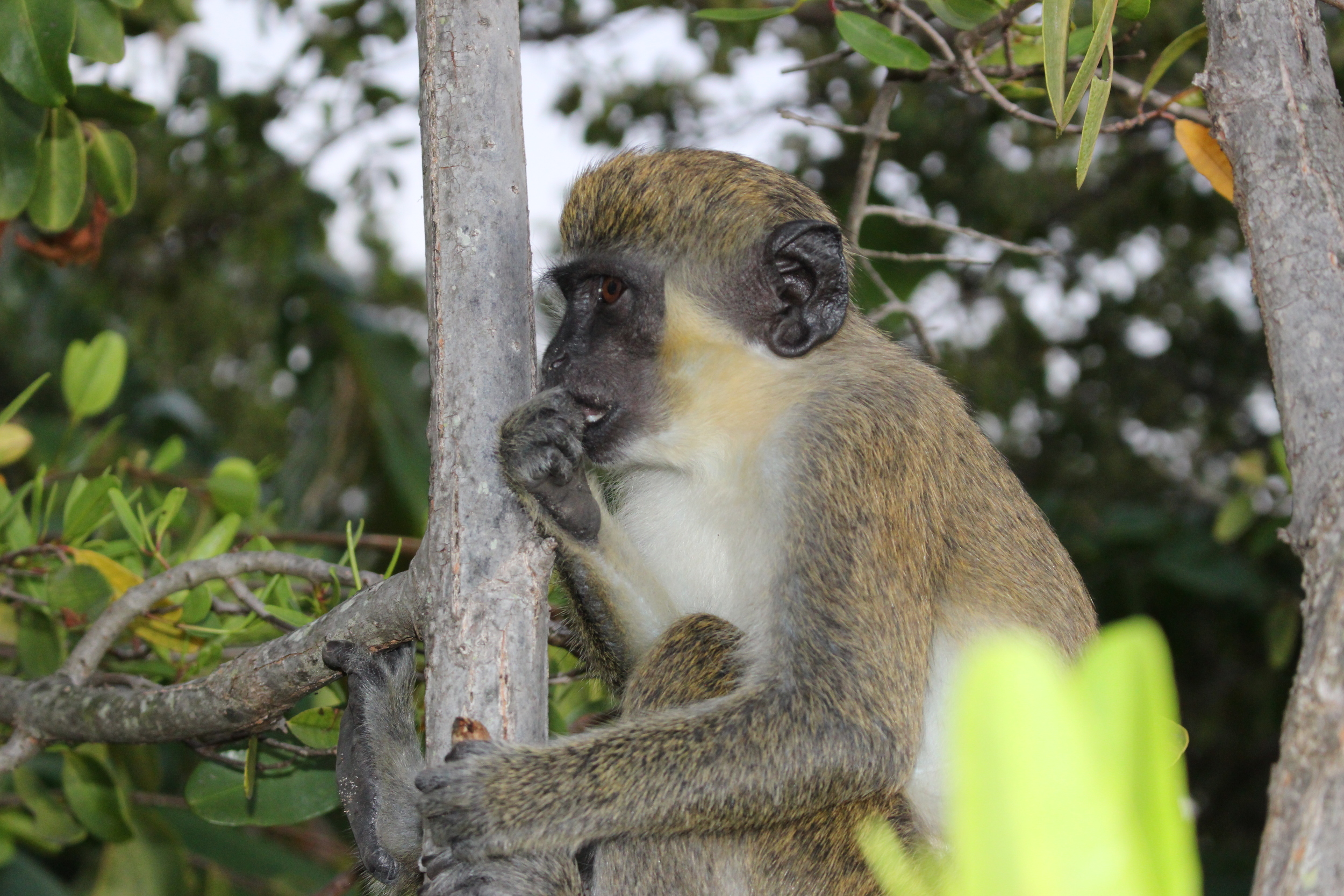 // Green Monkeys →<p>Only found on St. Kitts and Nevis, we'll encounter these friendly monkeys up in the rainforest or during lunch, while they politely ask for a snack.</p>