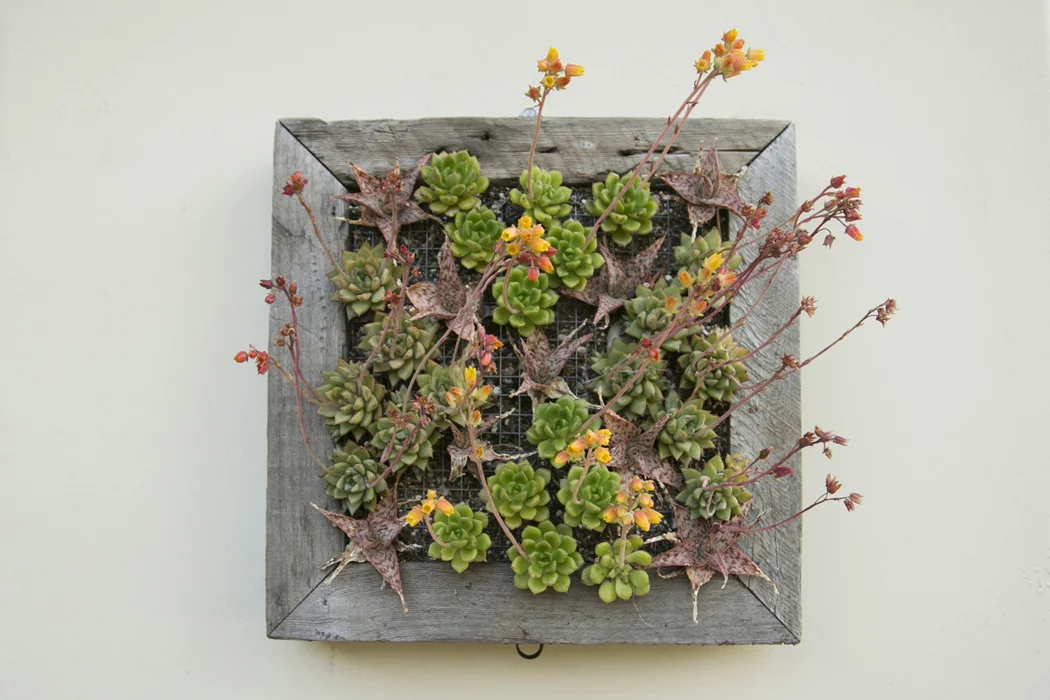 Succulent Frame