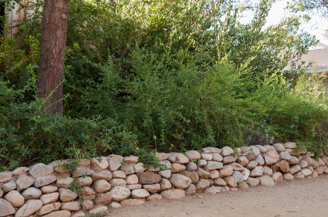 Cobblestone Dry Stack Wall