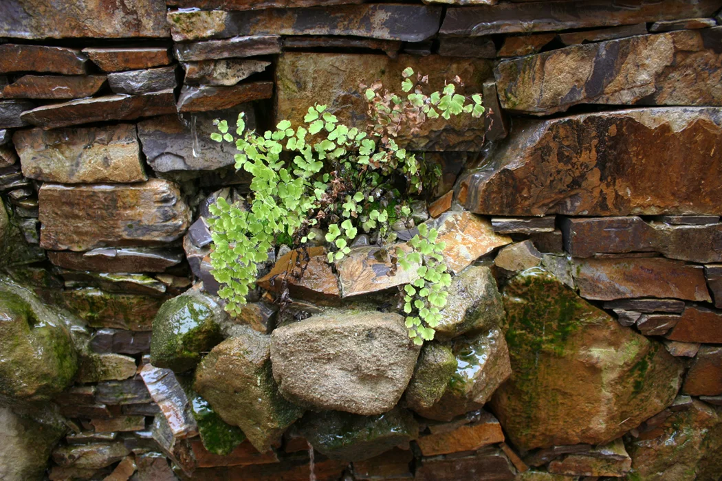 Planted Water Wall Detail