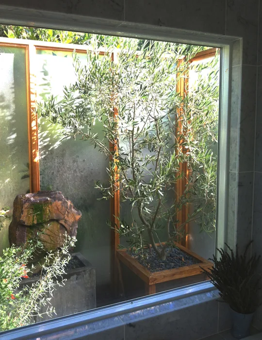 Micro garden consisting of riverstones, custom planter stone fountain, olive tree planter & native planter wall only viewed from indoor bathroom