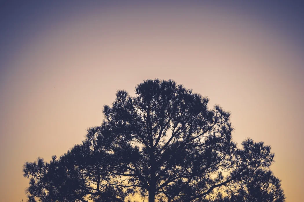 tree dusk.jpeg