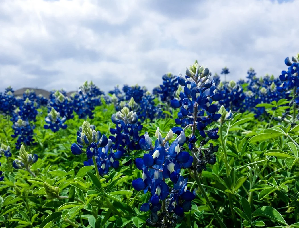 bluebonnets.jpeg