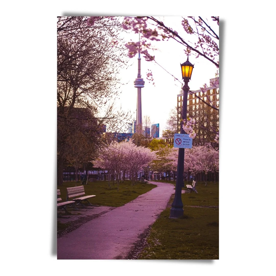 Spring Pathway The Cherry Blossom Walk Print.jpg