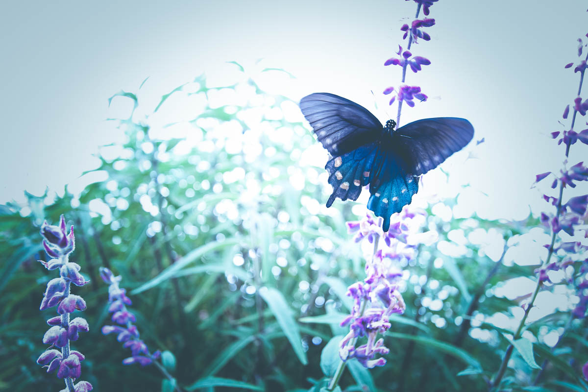 dreams of wings holly postler.jpg