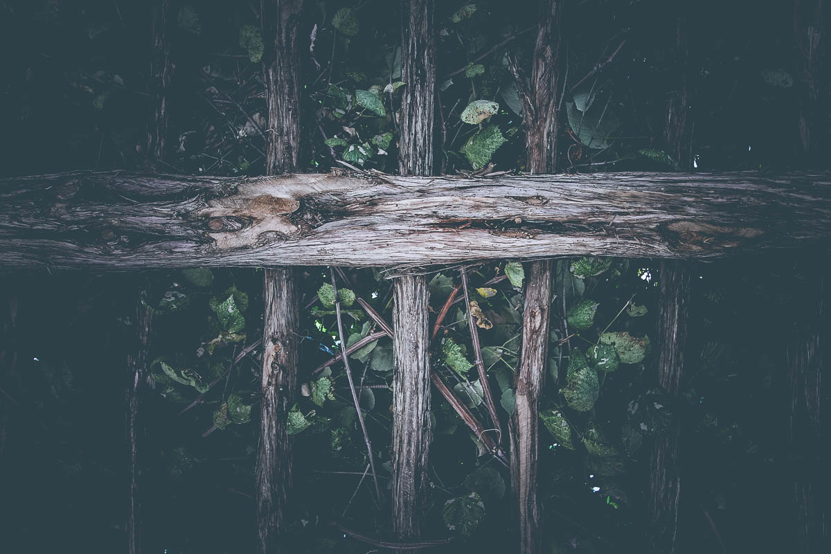 vines among us texas holly postler.jpg