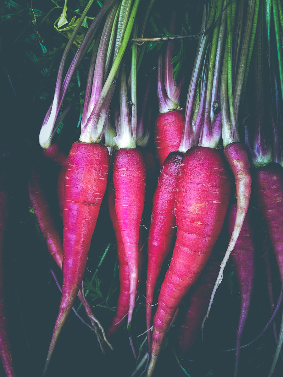 red carrots from JBG organic by holly postler-5.jpg
