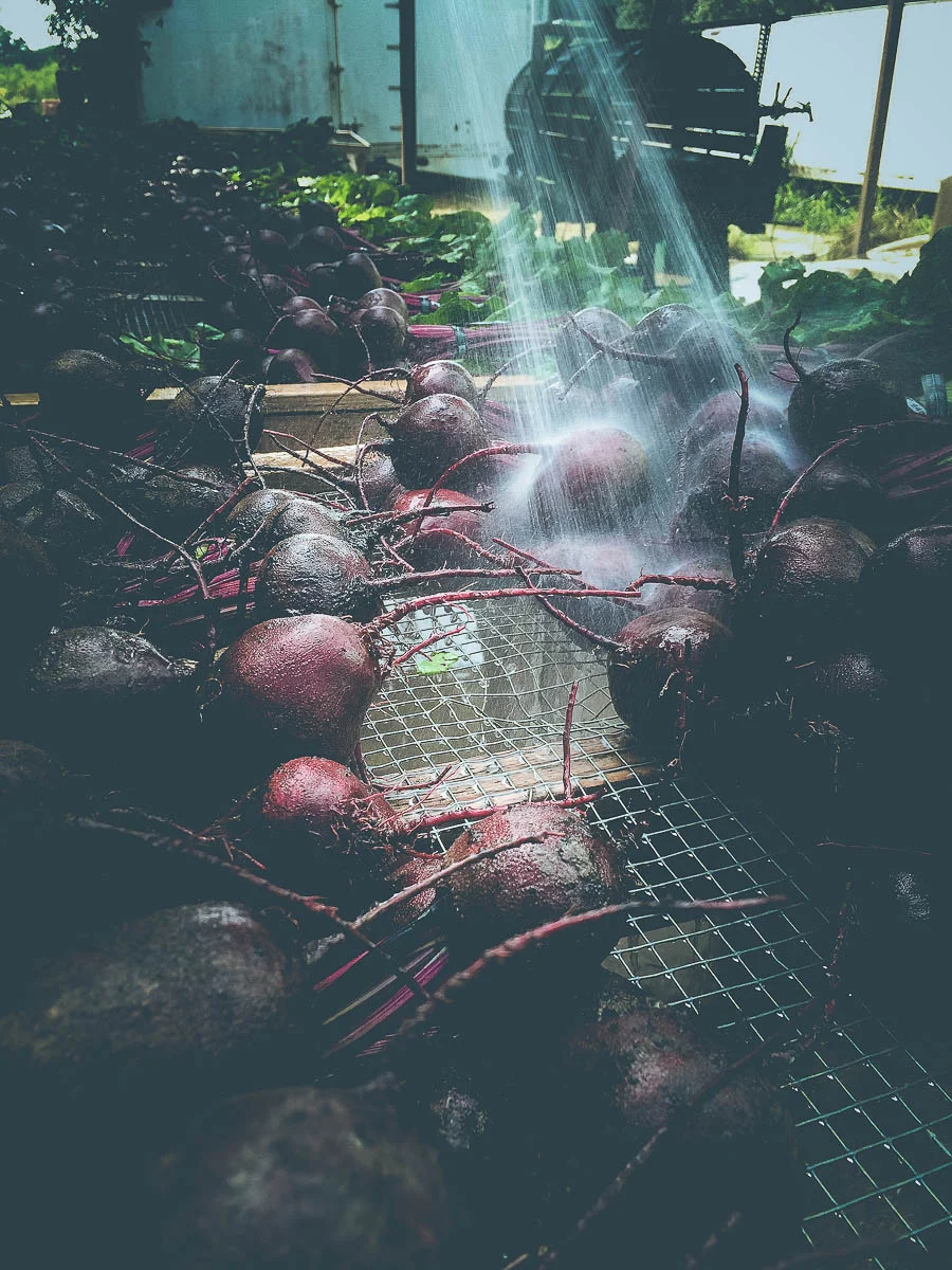 jbg organic washing red beets holly postler-3.jpg