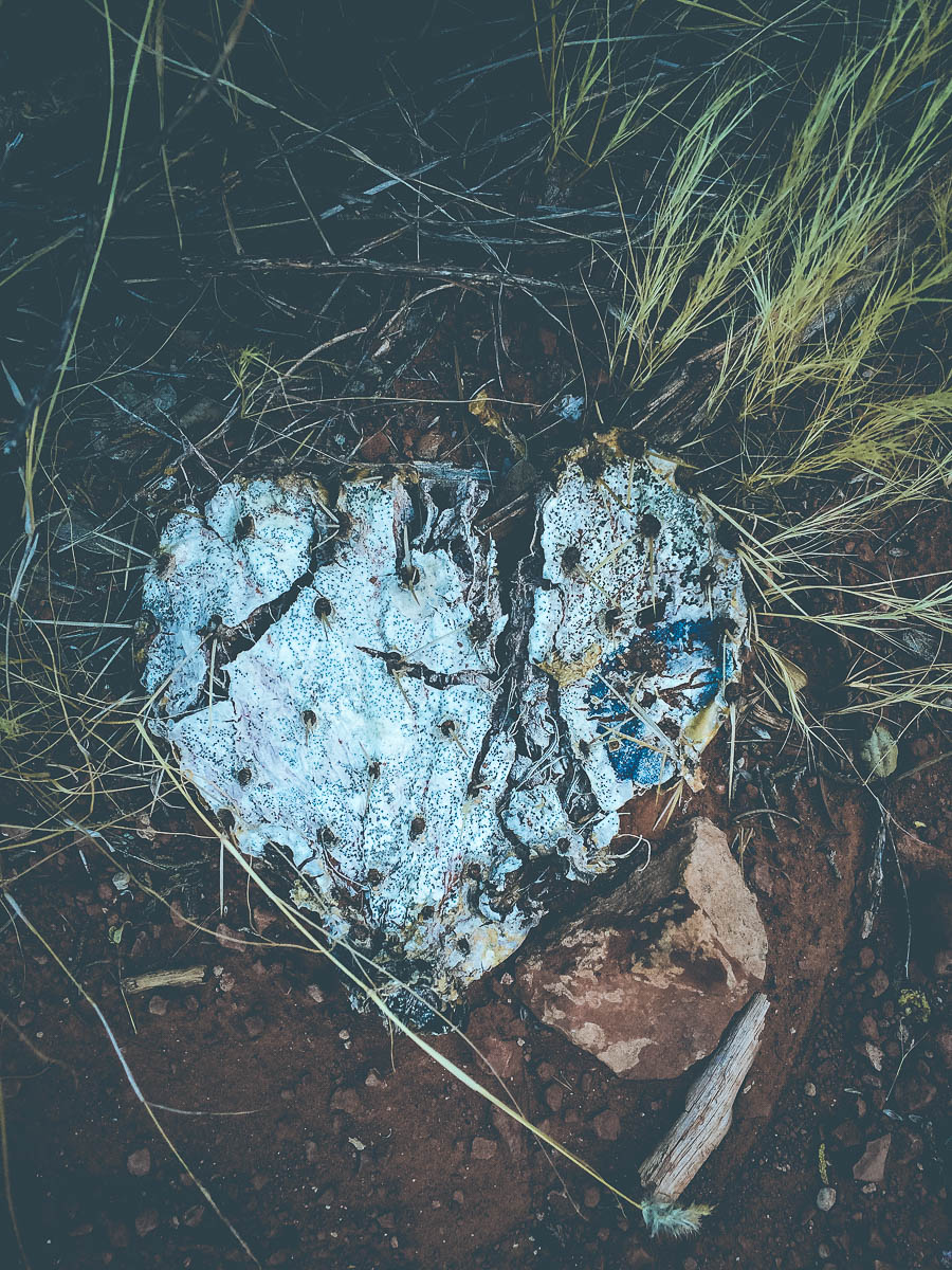 heart shaped cacti holly postler-1.jpg
