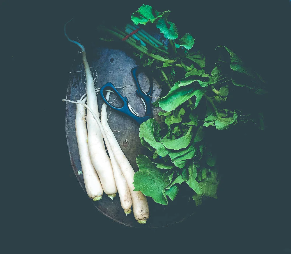 jbg-organic-daikon-radish-go-texan-holly-postler-photography.jpg