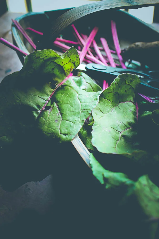 homegrown beet greens