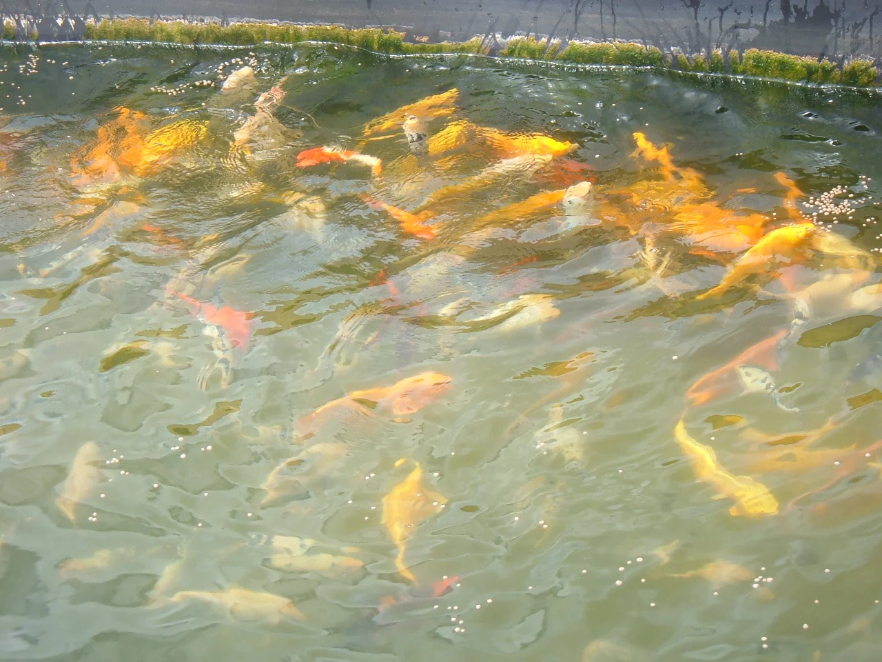 Koi Wintering in Wis..jpg