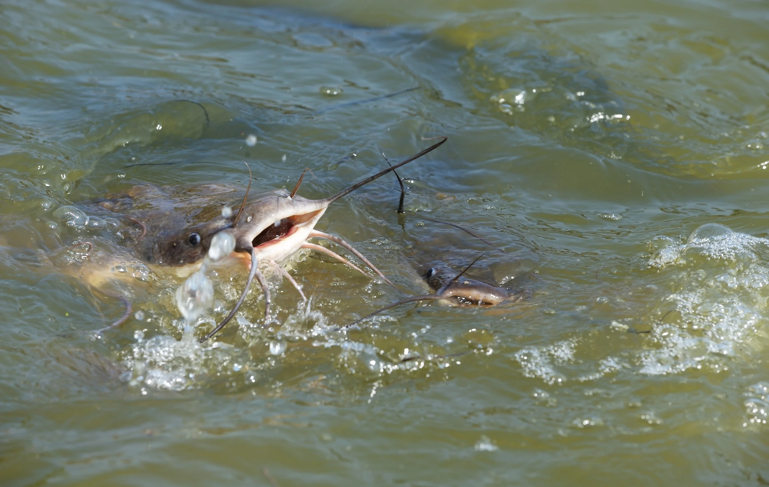U.S. Catfish Farming - Lowering Your Operating Costs