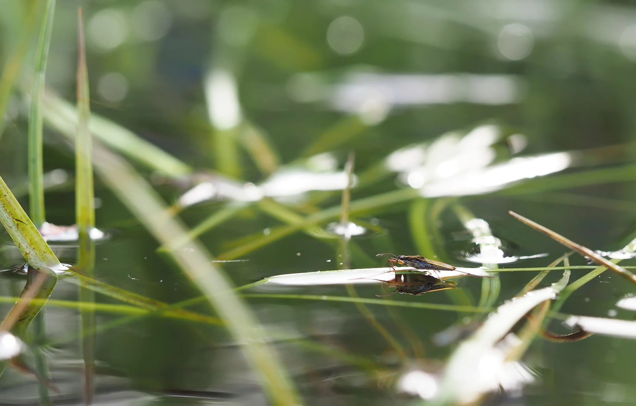 How to Reduce Phosphorus Discharge from Fish Farms (Summary)