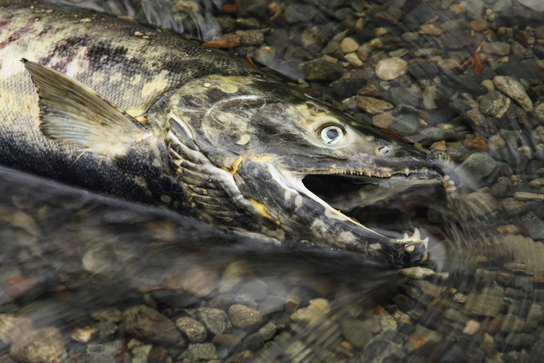 Hatchery Bred Salmon Survival 10 to 20 Times Less Than Wild