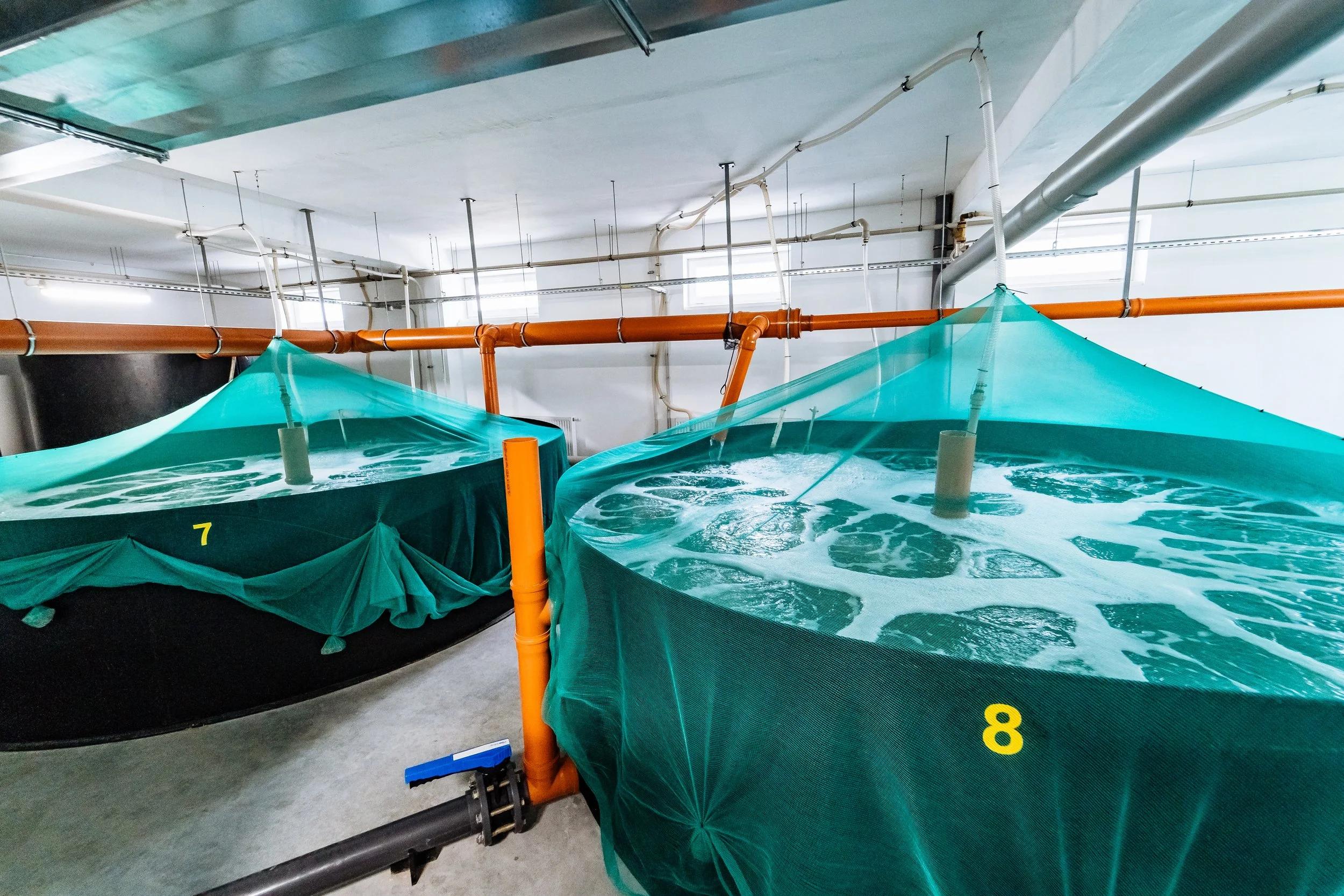 Comparison of Superior Aquaculture Raceways to net pens, RAS, and Open Pond Systems