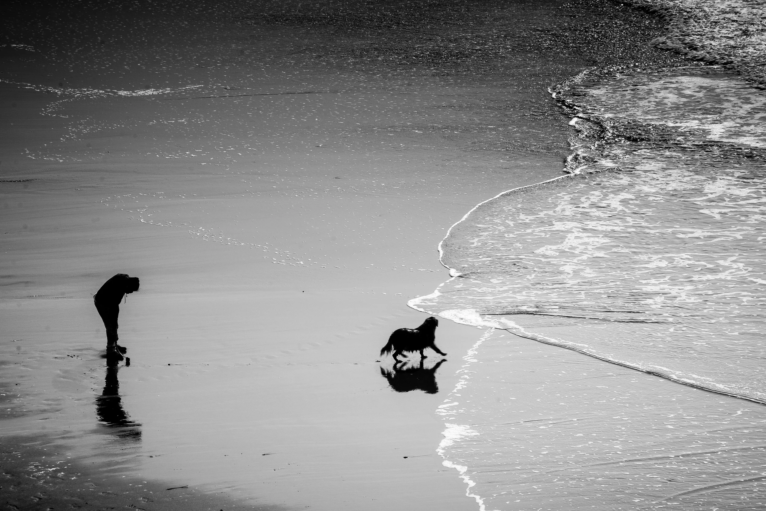 Wet Dog, Ocean Beach - San Francisco, CA