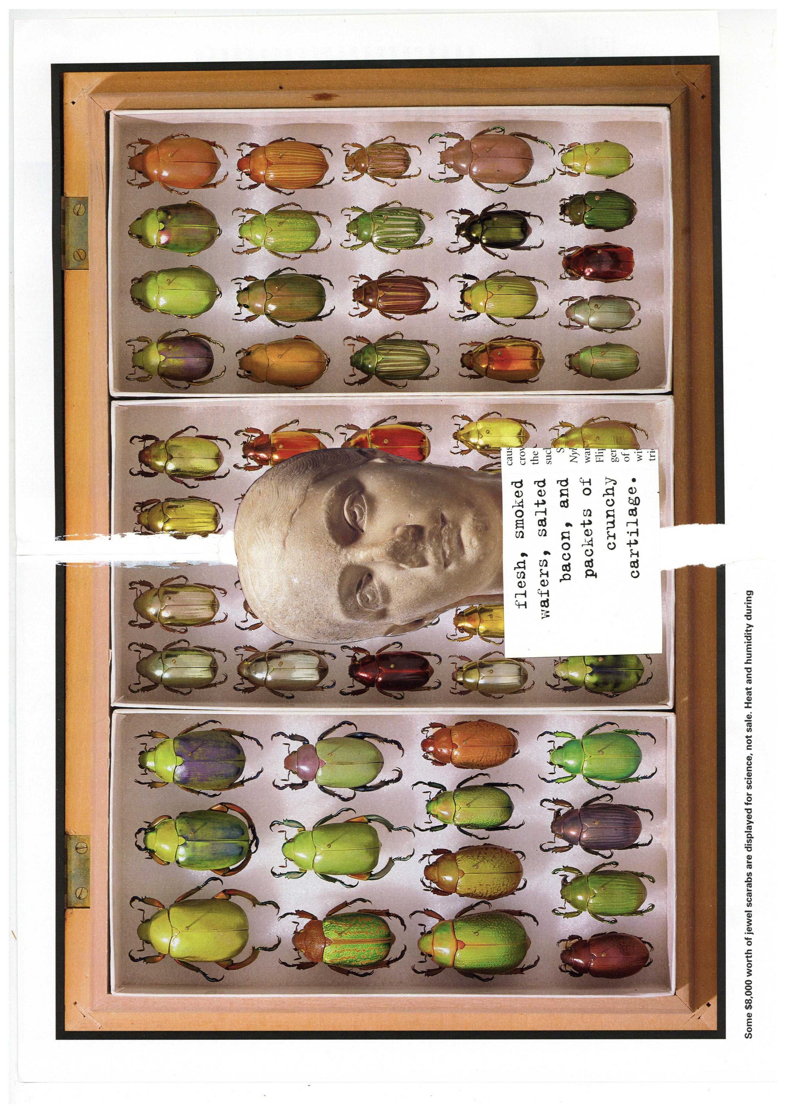 beetles 1.jpg