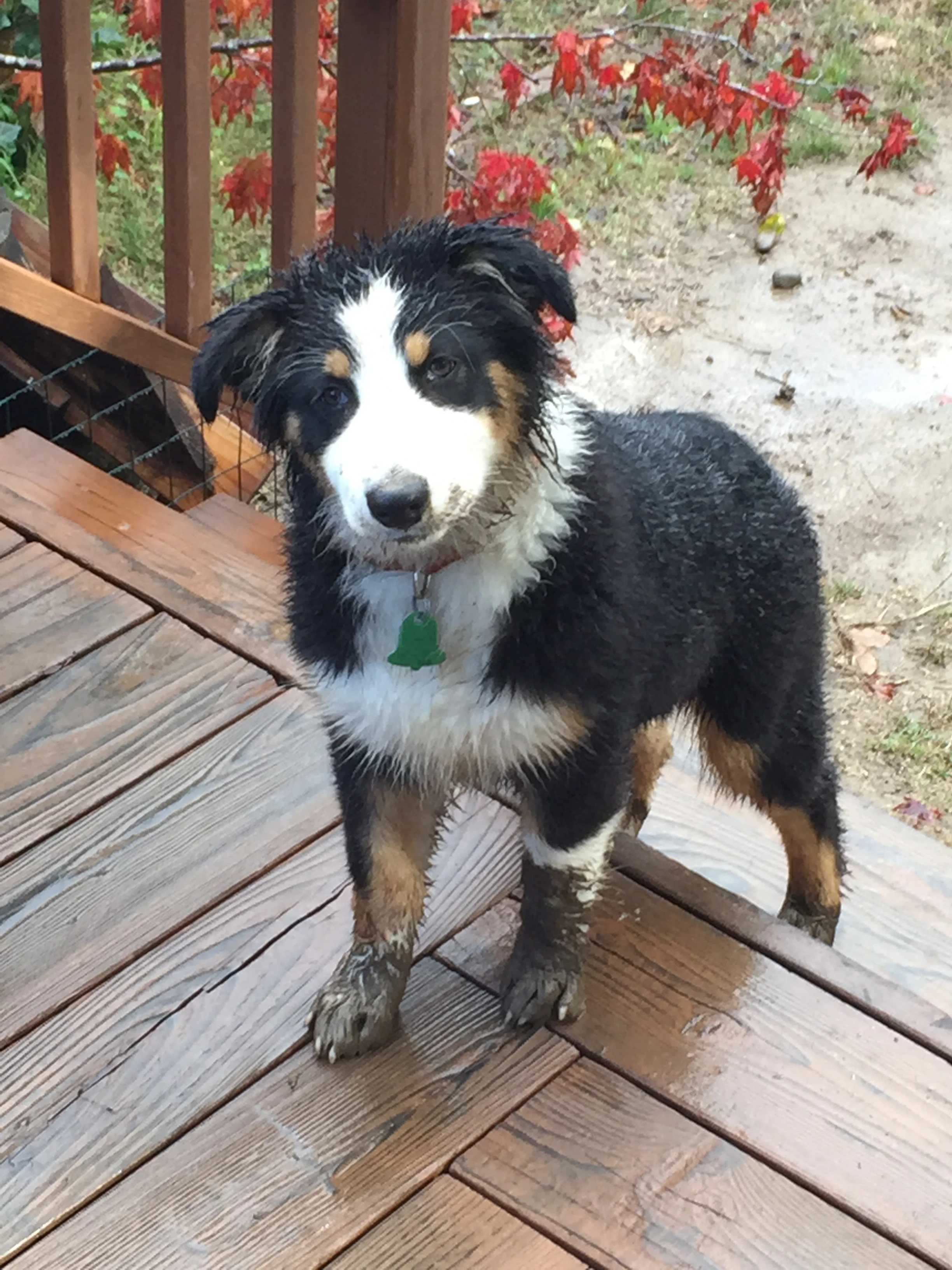 (Melky Lordier- Newest member to our household, which is about as unkempt as the mud on her feet…)