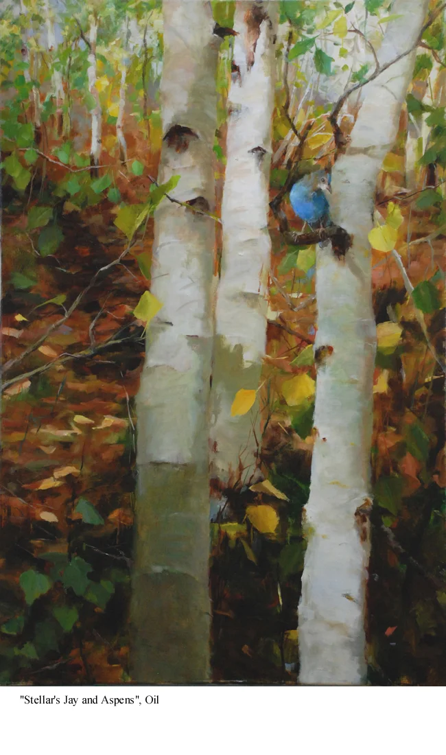 Steller's Jay & Aspens.jpg