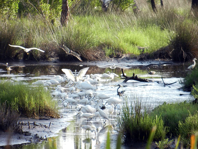 Birds on St. Vincent Island
