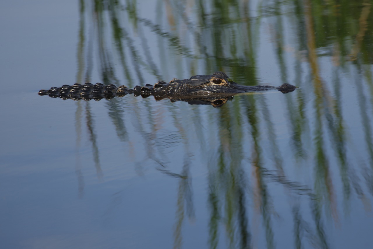 Later, gator